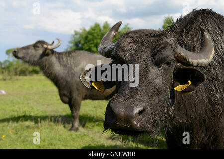 Roumanie Transylvanie, Arpasu de sus, les buffles d'eau en face de montagnes de Fagaras , le lait est utilisé pour le traitement du fromage Mozzarella Banque D'Images