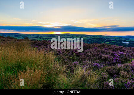 Calderdale, West Yorkshire, Royaume-Uni. 30Th aug 2016. Heather en fleurs au coucher du soleil, norland moor - calderdale, West Yorkshire, uk crédit : christopher smith/Alamy live news Banque D'Images