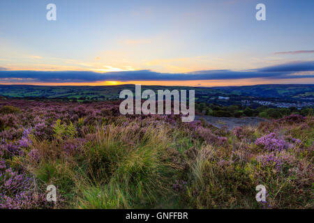 Calderdale, West Yorkshire, Royaume-Uni. 30Th aug 2016. Heather en fleurs au coucher du soleil, norland moor - calderdale, West Yorkshire, uk crédit : christopher smith/Alamy live news Banque D'Images