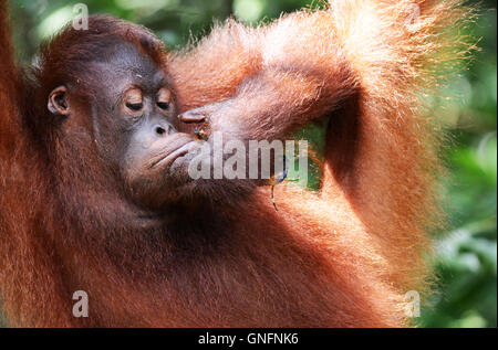 Un jeune orang-outan ludique et à la réserve naturelle de Semenggoh près de Kuching, Sarawak. Banque D'Images