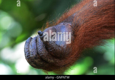 Un gros plan d'une main de l'orang-outan. Banque D'Images