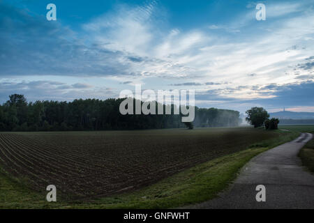 Tôt le matin après une tempête. Ciel nuageux. Champ avec de petites céréales de printemps. Une petite forêt à la fin de la matière. Collines avec Banque D'Images