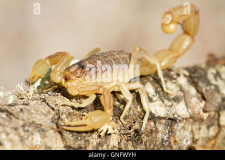 Scorpion jaune commun ( buthus occitanus alacrane, Espagne ), Banque D'Images