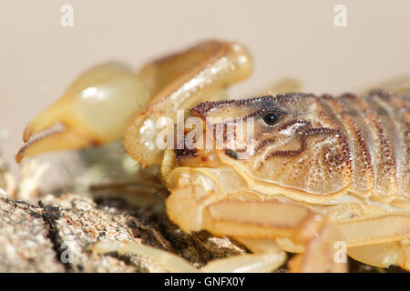 Scorpion jaune commun ( buthus occitanus ), l'accent sur les yeux, alacrane, Espagne Banque D'Images