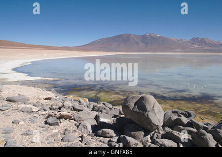 Laguna Blanca playa avec du sel dans le sud-ouest de la Bolivie, les Andes Banque D'Images