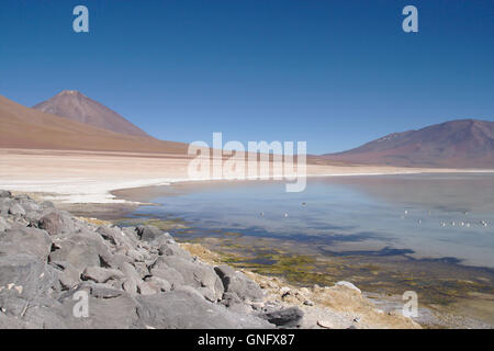 Laguna Blanca playa avec du sel et le volcan Licancabur, Cordillère des Andes dans le sud-ouest de la bolivie Banque D'Images