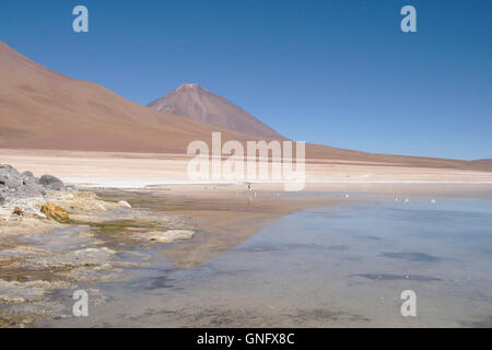 Avec le volcan Licancabur Laguna Blanca, dans le sud-ouest des Andes Bolivie Banque D'Images