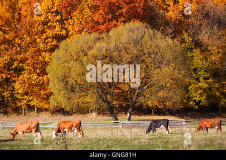 Vaches qui paissent dans un pâturage des terres agricoles d'automne. Banque D'Images