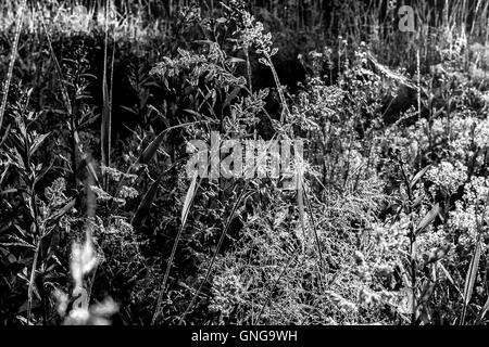 L'éclat de la beauté de la rosée sur l'herbe du matin en noir et blanc Banque D'Images