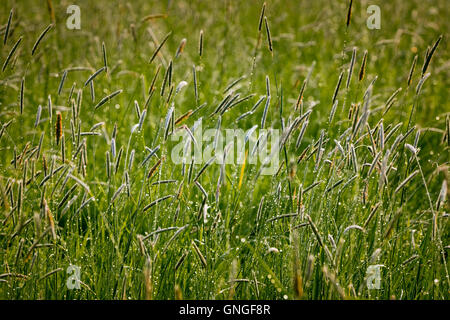 La zone de chalandise et prairie près de la rivière Morava, la Slovaquie. Banque D'Images