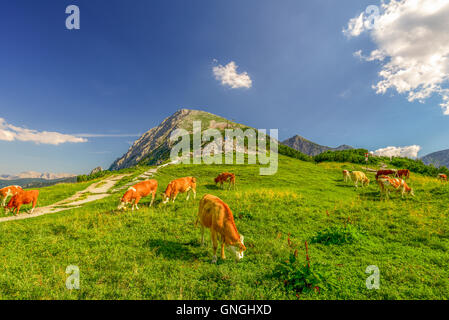 Cattles sur pré alpin Banque D'Images