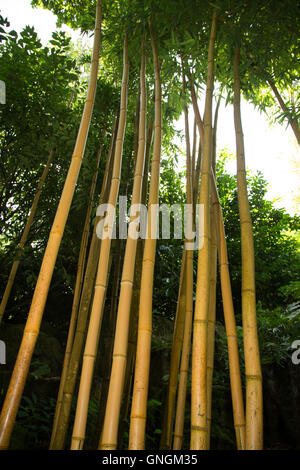 Phyllostachys vivax aureocaulis. f, golden bambou bois chinoise Banque D'Images