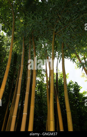 Phyllostachys vivax aureocaulis. f, golden bambou bois chinoise Banque D'Images