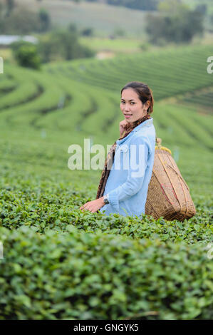 Asie belle femme ramasser les feuilles de thé dans une plantation de thé, de la bonne humeur Banque D'Images