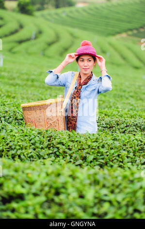 Asie belle femme ramasser les feuilles de thé dans une plantation de thé, de la bonne humeur Banque D'Images