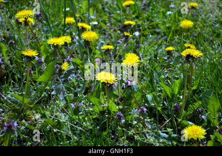 La floraison pré avec pissenlits jaunes au printemps Banque D'Images