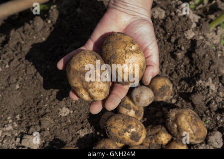 Man holding freshly dug pommes Banque D'Images