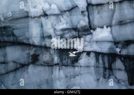 La mouette tridactyle (Rissa tridactyla) battant par Margerie Glacier, Glacier Bay National Park, Alaska, USA Banque D'Images