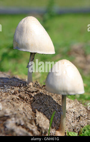 Les champignons qui poussent sur de la bouse de vache Banque D'Images