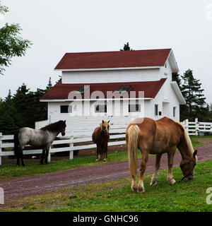 Poneys de Terre-Neuve dans le parc de la maison du docteur Inn and Spa at Green's Harbour, à Terre-Neuve et Labrador, Canada. Banque D'Images