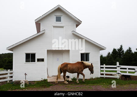 Un poney de Terre-Neuve dans le parc de la maison du docteur Inn and Spa at Green's Harbour, à Terre-Neuve et Labrador, Canada. Banque D'Images