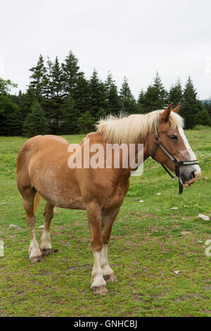 Un poney de Terre-Neuve dans le parc de la maison du docteur Inn and Spa at Green's Harbour, à Terre-Neuve et Labrador, Canada. Banque D'Images