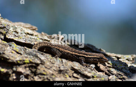 Commune de bébé à l'échelle approximative lizard (Ichnotropis squamulosa) est un maître du camouflage. Lézard d'Afrique du Sud dans un arbre. Banque D'Images