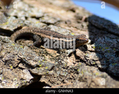 Commune de bébé à l'échelle approximative lizard (Ichnotropis squamulosa) est un maître du camouflage. Lézard d'Afrique du Sud dans un arbre la chasse. Banque D'Images