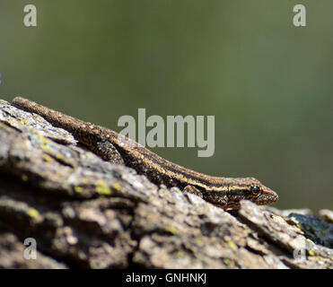 Commune de bébé à l'échelle approximative lizard (Ichnotropis squamulosa) est un maître du camouflage Banque D'Images