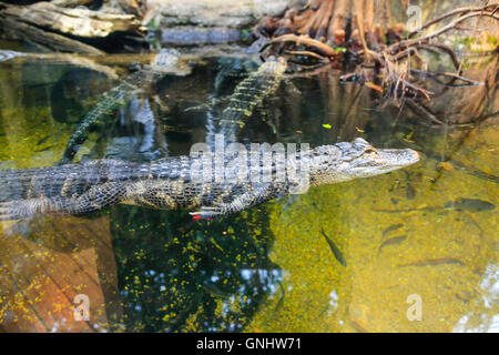 Alligators dans les marécages de la Louisiane diorama à l'Aquarium du Tennessee à Chattanooga Banque D'Images