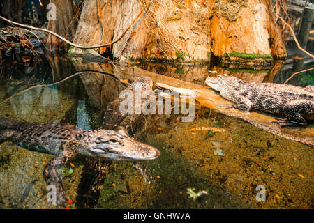 Alligators dans les marécages de la Louisiane diorama à l'Aquarium du Tennessee à Chattanooga Banque D'Images