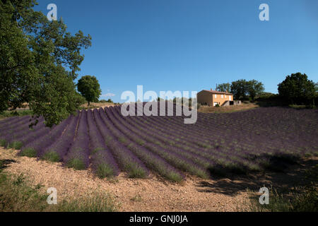 Champ de lavande à Valensole, Provence, Sud de la France. L'agriculture française, paysage naturel, fleurs, ferme en saison estivale Banque D'Images
