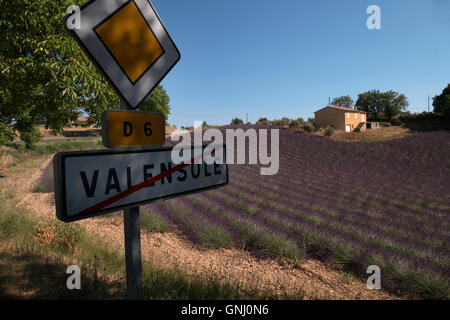 Champ de lavande à Valensole, Provence, Sud de la France. L'agriculture française, paysage naturel, fleurs, ferme en saison estivale Banque D'Images
