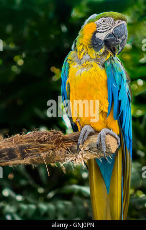 Ara bleu et jaune assis sur une branche Guadeloupe Antilles Banque D'Images