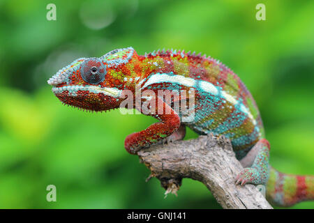 Caméléon multicolore assis sur branche, Indonésie Banque D'Images