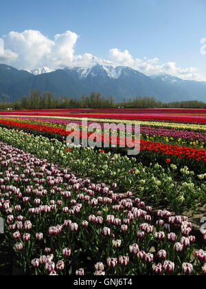 Culitvated tulip field au cours de l'Agassiz Tulip Festival dans la vallée du Fraser près de Chilliwack, en Colombie-Britannique, au Canada. Banque D'Images