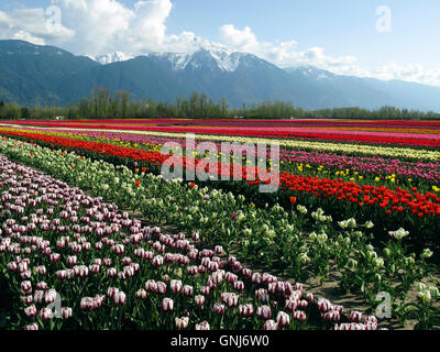 Culitvated tulip field au cours de l'Agassiz Tulip Festival dans la vallée du Fraser près de Chilliwack, en Colombie-Britannique, au Canada. Banque D'Images