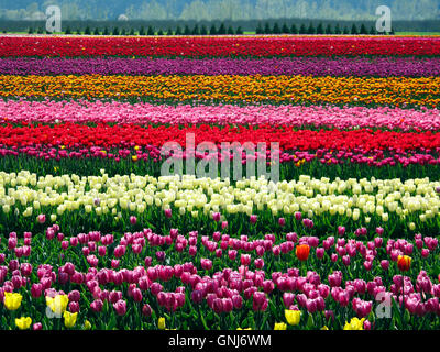 Culitvated tulip field au cours de l'Agassiz Tulip Festival dans la vallée du Fraser près de Chilliwack, en Colombie-Britannique, au Canada. Banque D'Images