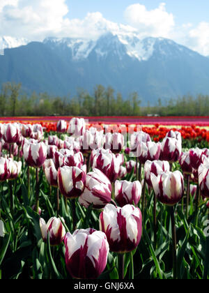 Culitvated tulip field au cours de l'Agassiz Tulip Festival dans la vallée du Fraser près de Chilliwack, en Colombie-Britannique, au Canada. Banque D'Images