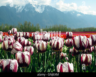 Culitvated tulip field au cours de l'Agassiz Tulip Festival dans la vallée du Fraser près de Chilliwack, en Colombie-Britannique, au Canada. Banque D'Images