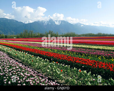 Culitvated tulip field au cours de l'Agassiz Tulip Festival dans la vallée du Fraser près de Chilliwack, en Colombie-Britannique, au Canada. Banque D'Images