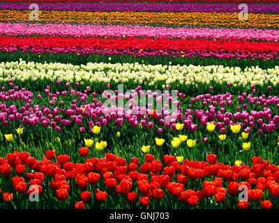 Culitvated tulip field au cours de l'Agassiz Tulip Festival dans la vallée du Fraser près de Chilliwack, en Colombie-Britannique, au Canada. Banque D'Images