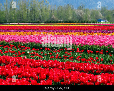 Culitvated tulip field au cours de l'Agassiz Tulip Festival dans la vallée du Fraser près de Chilliwack, en Colombie-Britannique, au Canada. Banque D'Images