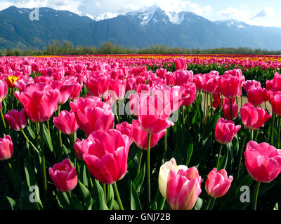 Culitvated tulip field au cours de l'Agassiz Tulip Festival dans la vallée du Fraser près de Chilliwack, en Colombie-Britannique, au Canada. Banque D'Images