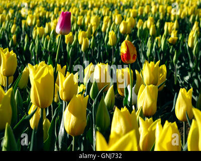 Culitvated tulip field au cours de l'Agassiz Tulip Festival dans la vallée du Fraser près de Chilliwack, en Colombie-Britannique, au Canada. Banque D'Images