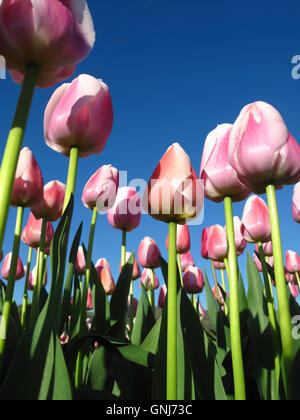 Culitvated tulip field au cours de l'Agassiz Tulip Festival dans la vallée du Fraser près de Chilliwack, en Colombie-Britannique, au Canada. Banque D'Images