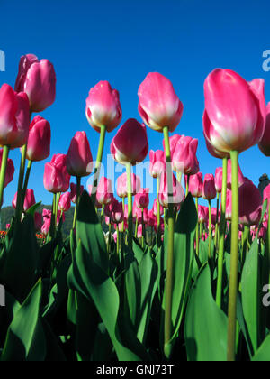 Culitvated tulip field au cours de l'Agassiz Tulip Festival dans la vallée du Fraser près de Chilliwack, en Colombie-Britannique, au Canada. Banque D'Images