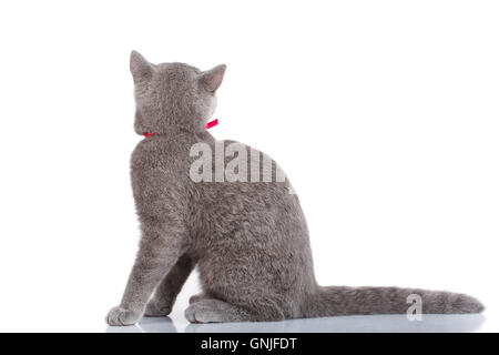 Chat Scottish Fold gris avec ruban rose, sitting on white Banque D'Images