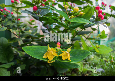 Millepertuis - Hypericum Hidcote Bush dans le jardin en Pologne le mois d'août. Banque D'Images