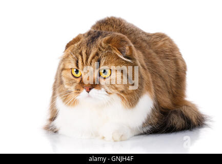 Scottish Fold chat couché sur fond blanc Banque D'Images